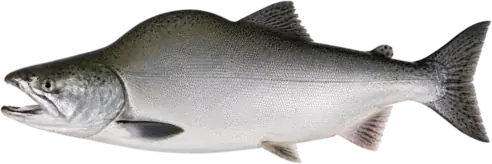 Горбуша